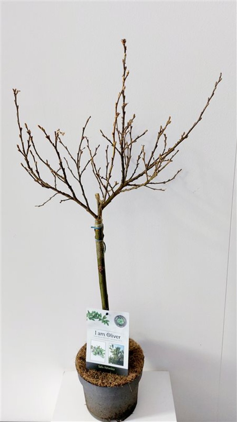 Salix helvetica - 40 CM Stem Cont.